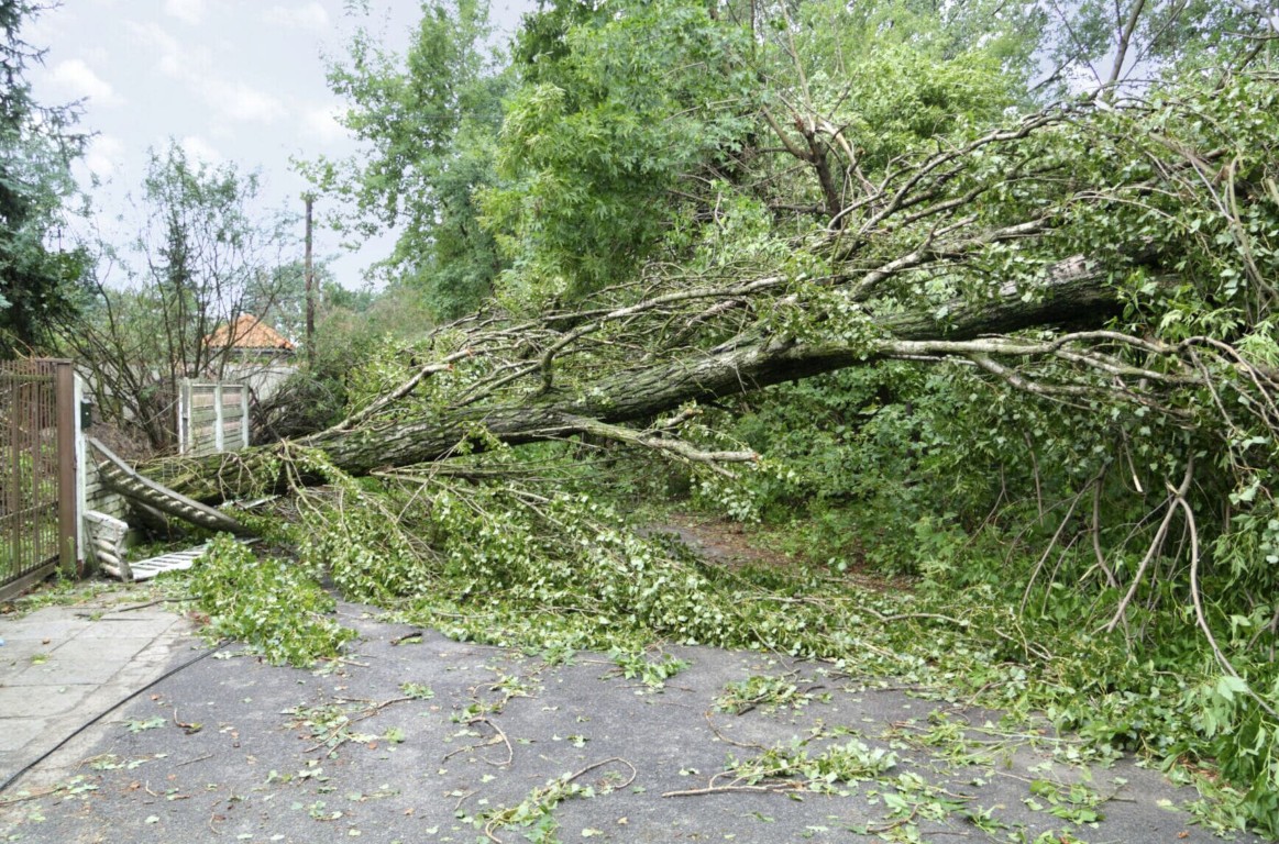 Hazardous & Large Tree Removal service in Poway, CA