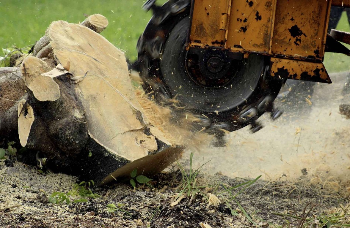 Stump grinder removing tree stump with wood chips in Poway, CA
